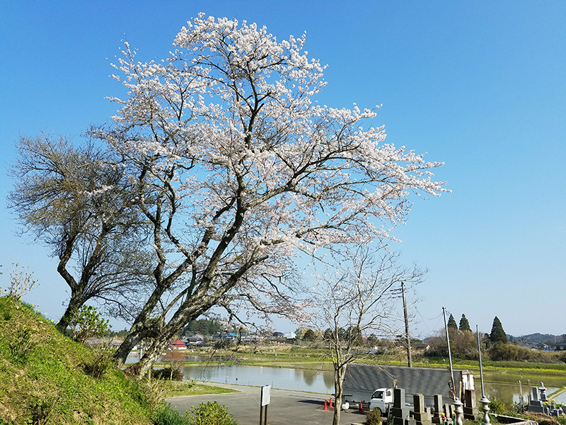 桜